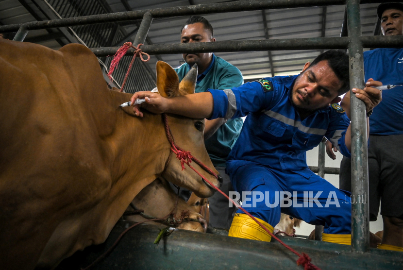 Petugas menyuntikkan vaksin cavac penyakit mulut dan kuku (PMK) ke sapi ternak di Peternakan Mutiara Halim, Cipondoh, Tangerang, Banten, Selasa (14/5/2024). Dinas Ketahanan Pangan Kota Tangerang memasifkan vaksinasi PMK dan pemberian multivitamin pada 2.000 ekor sapi ternak pada tahun 2024 guna menjaga kesehatan sapi dan mencegah penyebaran PMK. 