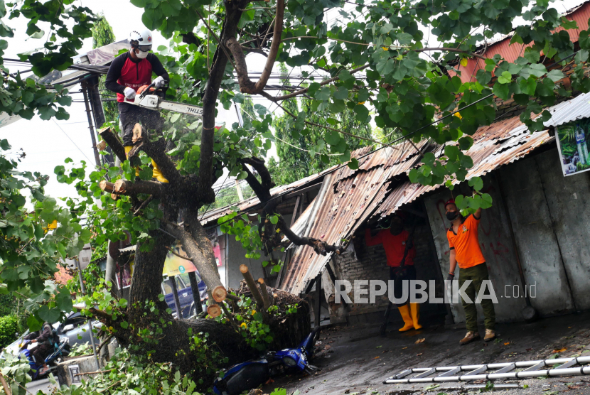 Petugas TRC BPBD melakukan evakuasi pohon tumbang. 