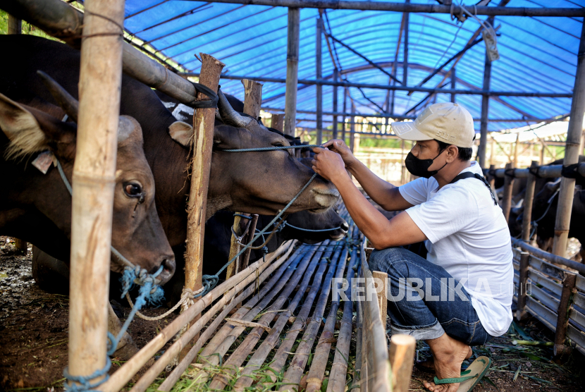 Penjual hewan kurban mengecek kesehatan hewan di lapak penjualan hewan kurban  (ilustrasi)