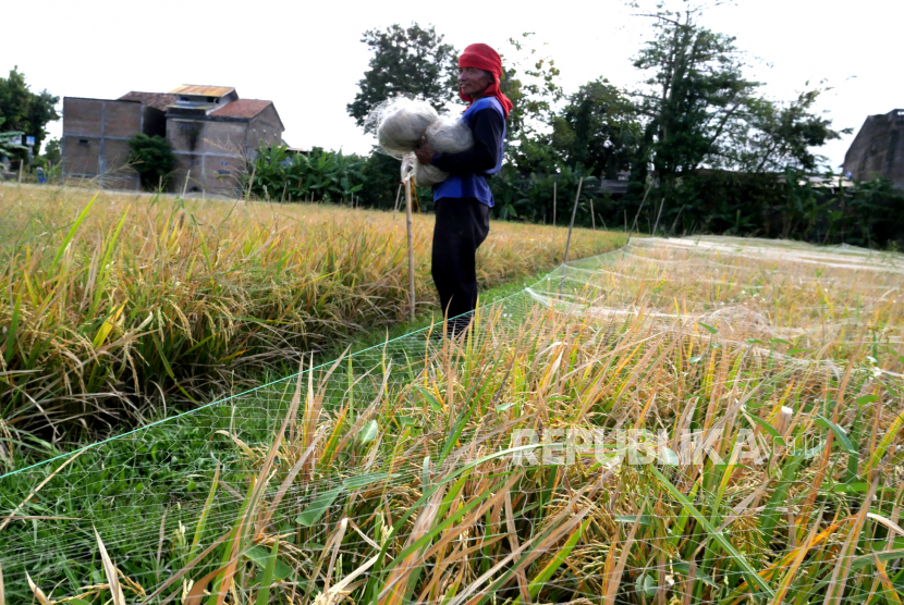 Petani menggulung jaring di lahan padi siap panen di persawahan Potorono, Bantul, Yogyakarta, Jumat (28/8). Tahun ini informasi kejadian serangan hama lebih sering terjadi di Jawa Tengah dan Jawa Timur.