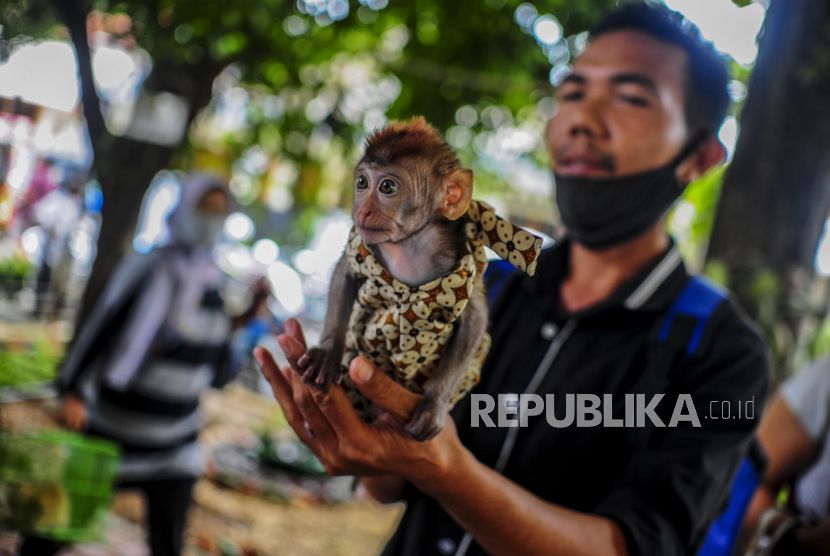 Warga membawa monyet peliharaannya untuk disuntik vaksin anti rabies di kawasan Tebet, Jakarta Selatan, Sabtu (31/10).