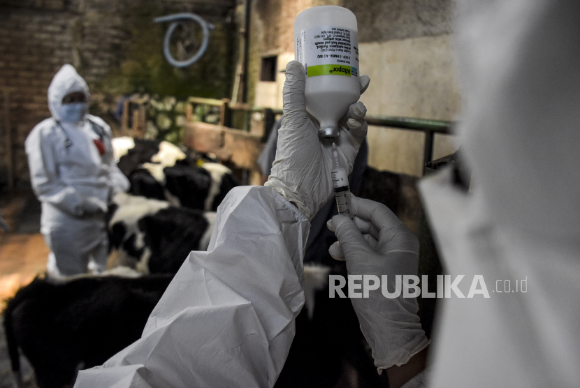 Petugas dari Dinas Ketahanan Pangan dan Pertanian (DKPP) Kota Bandung menyiapkan vaksin penyakit mulut kuku (PMK) untuk disuntikkan ke hewan ternak sapi di Jalan Raden Ganda, Kecamatan Cicendo, Kota Bandung, Senin (1/8/2022).