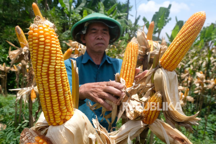 Petani memanen jagung hibrida di persawahan desa Giyono, Jumo, Temanggung, Jawa Tengah, Ahad (16/10/2022). Pemerintah Provinsi Kalimantan Barat menargetkan produksi jagung sebanyak 250.698 ton kering pipil pada 2023.