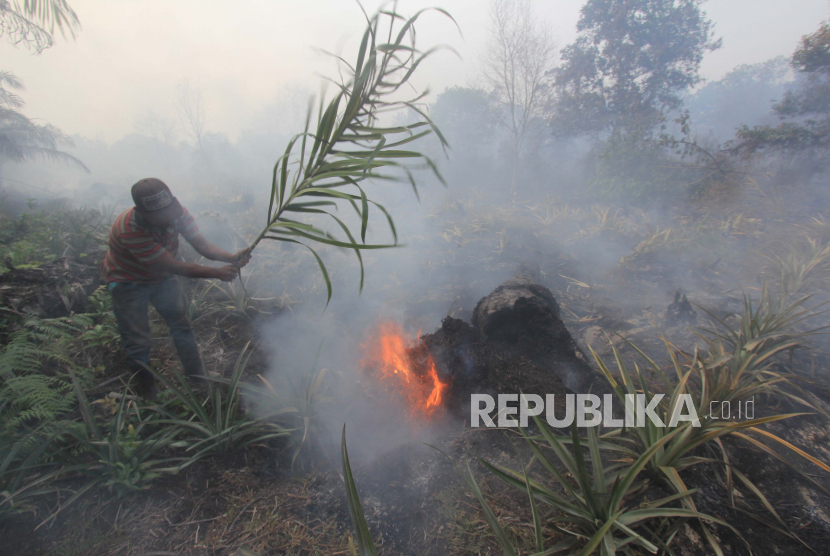 Petani berusaha memadamkan api yang menjalar ke kebun nanas miliknya di Kecamatan Medang Kampai, Dumai, Riau, Senin (22/2/2021). Kebakaran lahan gambut seluas 11 hektar yang menjalar ke perkebunan warga tersebut disebabkan cuaca panas selama tiga pekan terakhir. 