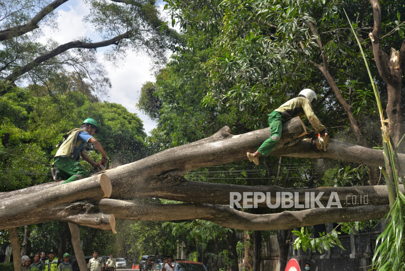 Pohon tumbang akibat angin kencang (ilustrasi). BPBD Kabupaten Cilacap menyiagakan personel dan sukarelawan untuk mengantisipasi dampak angin kencang.