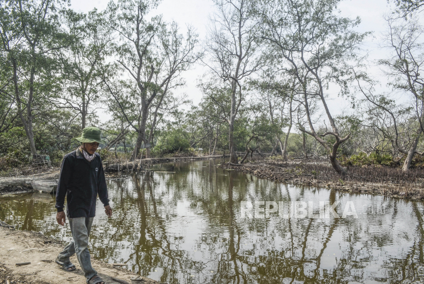 Langkah konservasi mangrove disebut dapat mengurangi 10 hingga 31 persen dari estimasi emisi tahunan dari sektor penggunaan lahan saat ini di Indonesia (Foto: ilustrasi konservasi mangrove)