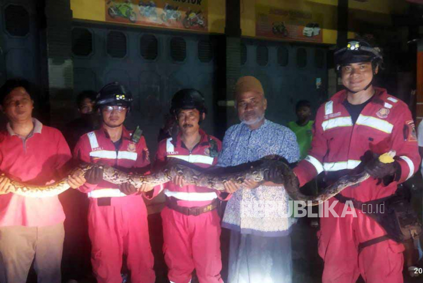 Seekor ular piton dievakuasi dari dalam bak mesin mobil yang sedang terparkir di Desa Kertawangunan, Kecamatan Sindangagung, Kabupaten Kuningan, Jawa Barat. 