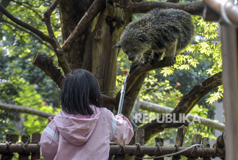 Pengunjung memberi pakan binturung di Kebun Binatang Bandung (Bandung Zoo), Kota Bandung, Jawa Barat, Kamis (27/7/2023). 