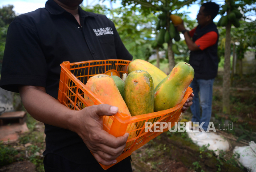 Sejumlah warga yang tergabung dalam Kelompok Tani Taruna Jaya memanen buah pepaya california (Carica papaya L.) di kebun mereka di Karet Tengsin, Jakarta, Senin (20/2/2023) (ilustrasi).