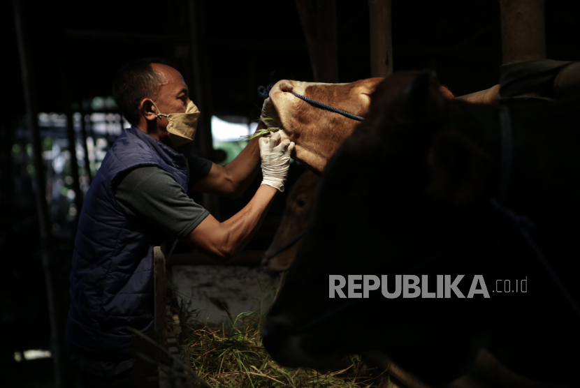 Petugas memeriksa kesehatan hewan sapi di salah satu lokasi peternakan guna mencegah penyebaran wabah virus penyakit mulut dan kuku (PMK) pada ternak (ilustrasi).