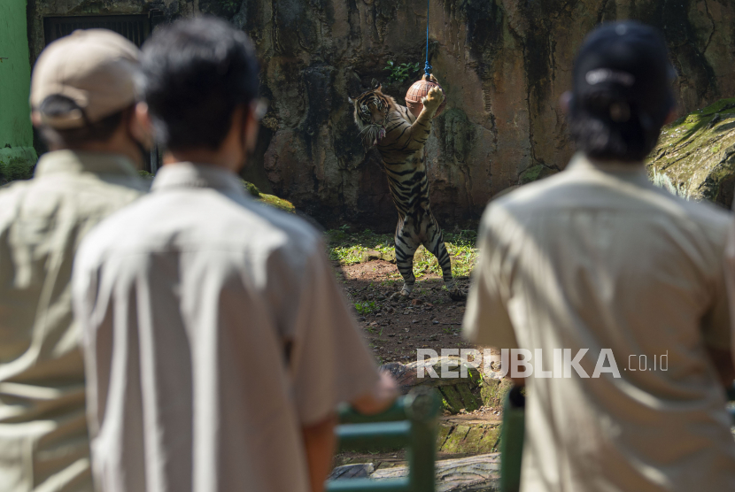 Sejumlah pawang mengamati polah harimau sumatera saat proses pengambilan gambar video untuk siaran langsung melalui media sosial di Taman Margasatwa Ragunan, Jakarta, Ahad (17/5/2020). Siaran langsung polah dua harimau bernama Hana dan Tino itu bertujuan untuk memberikan wawasan tentang satwa dan hiburan kepada masyarakat selama masa pandemi COVID-19
