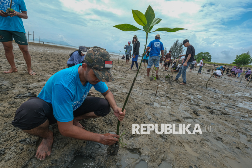 Seorang anggota komunitas peduli lingkungan melakukan penanaman bibit mangrove di Desa Tapulaga, Kabupaten Konawe, Sulawesi Tenggara, Ahad (19/1/2025). Penanaman 300 bibit mangrove yang diinisiasi oleh sejumlah komunitas dan instansi di wilayah itu sebagai rangkaian peringatan hari satu juta pohon sedunia sekaligus merehabilitasi dan melestarikan kawasan pesisir setempat dari ancaman abrasi. 