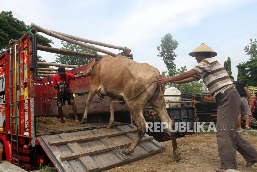 Pedagang mengangkut sapi ke dalam truk. Seekor sapi diduga terpapar antraks di Padukuhan Jati, Kalurahan Candirejo, Kapanewon Semanu telah dibeli dan dibawa ke Boyolali.