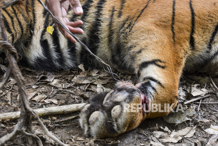 Tim gabungan Balai Konservasi Sumber Daya Alam (BKSDA) Aceh mengevakuasi seekor anak Harimau Sumatera (Panthera Tigris Sumatrae) yang  terkena jeratan warga.