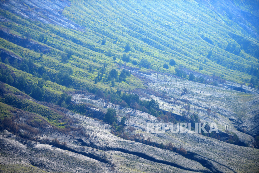 Sisa kebakaran di kawasan Taman Nasional Bromo Tengger Semeru (TNBTS), Jawa Timur, Sabtu (30/9/2023). Pascakebakaran lahan imbas suar pada Rabu (6/9/2023) silam rerumputan mtumbuh kembali di kawasan TNBTS. Namun, lansekap lembah TNBTS menjadi terlihat semua karena rumput ilalang yang tinggi habis terbakar. Sementara itu, di lokasi awal kebakaran imbas suar dipasang penanda oleh warga setempat. Pelaku wisata di Bromo berharap akhir tahun bukit yang terbakar sudah menghijau kembali.