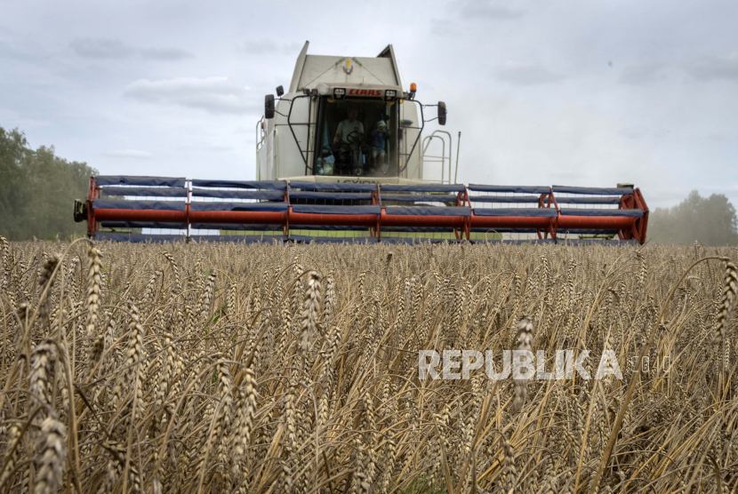 Seorang pemanen mengumpulkan gandum di Desa Zghurivka, Ukraina. Sebelum perang, Ukraina mengekspor 4,5 juta ton hasil pertanian per bulan. 