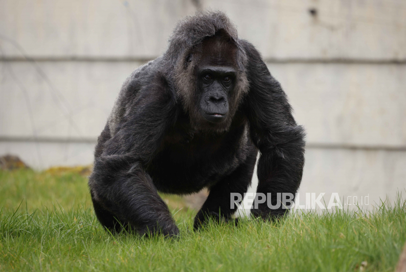Gorila. Seekor gorila menjadi viral karena melempar kayu hingga ke arah pengunjung Taman Margasatwa Ragunan, Jakarta Selatan.