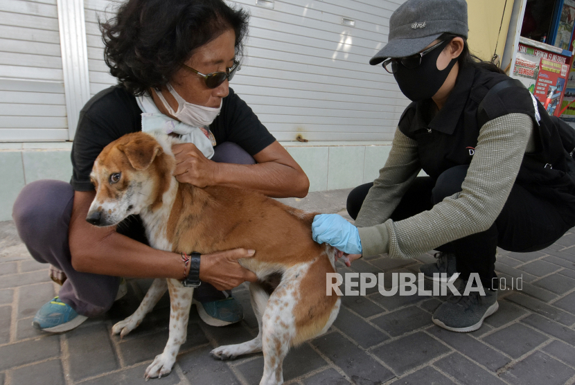 Petugas Dinas Pertanian menyuntikkan vaksin anti rabies kepada anjing (ilustrasi).