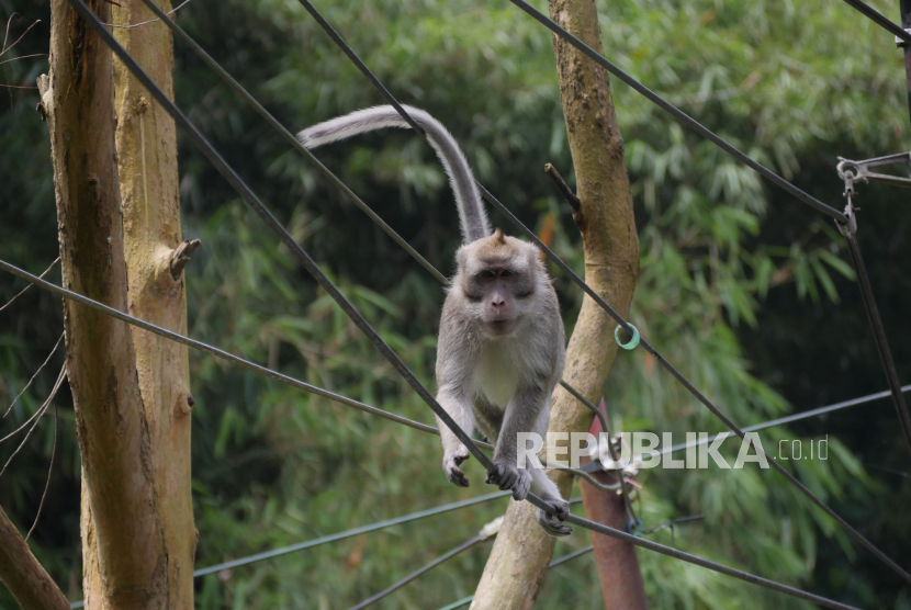 Seekor monyet ekor panjang (Macaca Fascicularis) berjalan di kabel (ilustrasi)