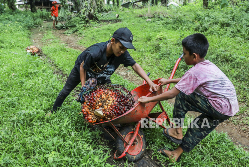 Seorang petani bersiap untuk membawa buah sawit yang baru dipanen di perkebunan.