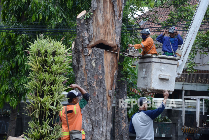 Penebangan pohon besar yang telah lapuk dan keropos (ilustrasi) 