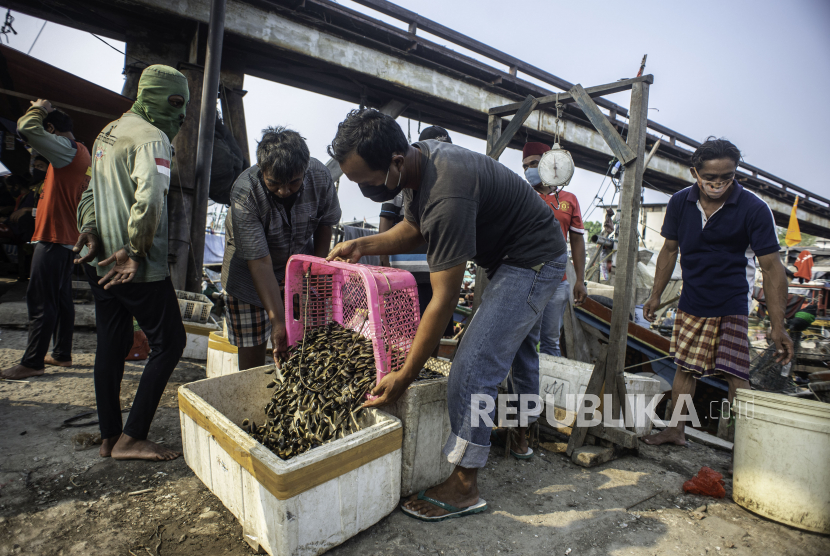 Pedagang memilah kerang batik hasil tangkapan nelayan, (ilustrasi)