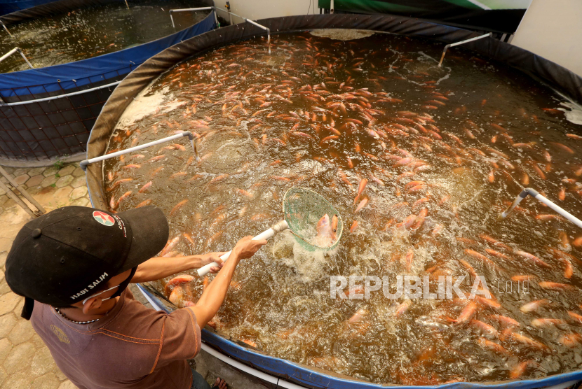 Produksi Ikan Konsumsi di Kabupaten Bogor Turun. Seorang petani memberi makan ikan nila di sebuah peternakan.