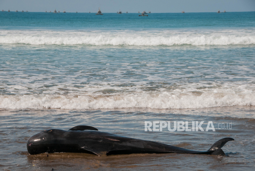 Seekor paus sperma pada Selasa (17/11), ditemukan mati terapung di perairan Teluk Serangan, Bali, sekitar 500 meter dari dermaga (Foto: ilustrasi)