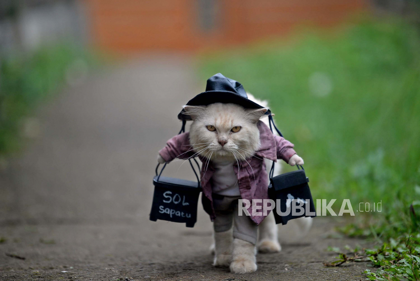 Seekor kucing memakai kostum buatan Fredi Lugina Priadi. Bisnis pakaian untuk kucing ini dimulai oleh Fredi sejak tahun 2018 lalu.