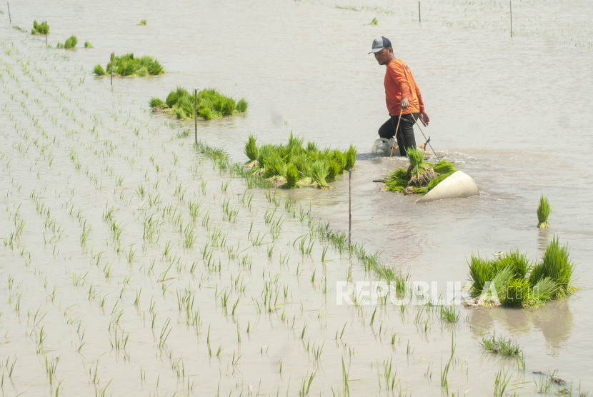 Seorang petani mengumpulkan bibit padi pada lahan sawah yang terkena banjir di Cawas, Klaten, Jawa Tengah, Sabtu (20/1/2024). Banjir tersebut mengganggu jadwal tanam padi pertama 2024. 