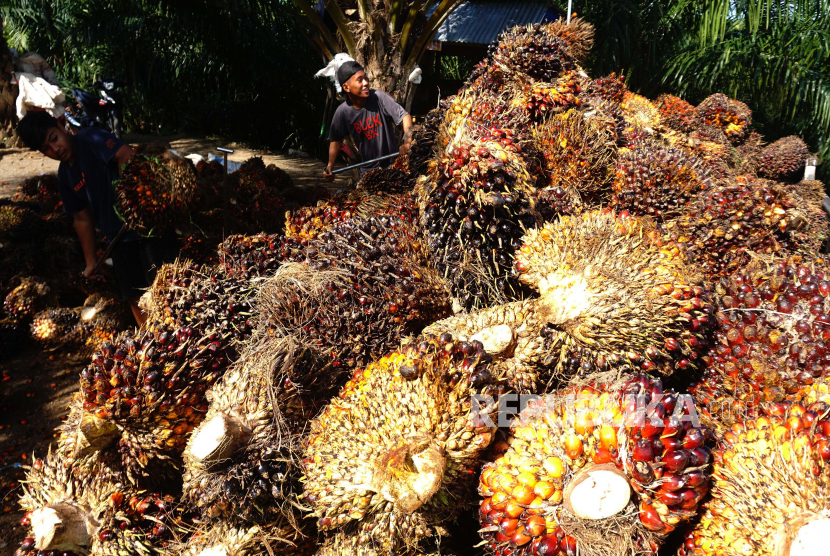 Pekerja mengumpulkan Tandan Buah Segar (TBS) kelapa sawit ke atas truk di Mamuju Tengah , Sulawesi Barat, Rabu (11/08). Performa neraca perdagangan pada September 2021 mencatatkan surplus sebesar 4,37 miliar dolar AS.