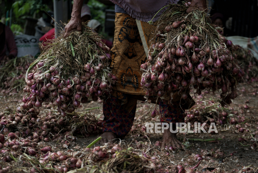 Pekerja membawa bawang merah yang akan dipisahkan dari batangnya di Kretek, Bantul, D.I Yogyakarta.pada 2021, APBN sebanyak Rp 27,3 miliar dialokasikan untuk pengembangan kawasan bawang merah seluas 3.900 ha dari Aceh hingga Papua. APBN ini diutamakan untuk mendukung produksi di wilayah defisit.