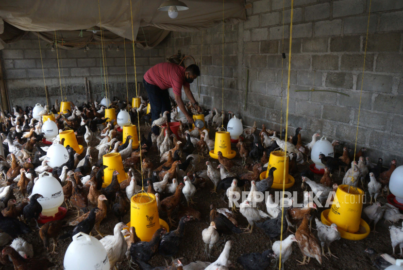 Tingkatkan Produksi Ayam Kampung Lewat Persilangan (ilustrasi).