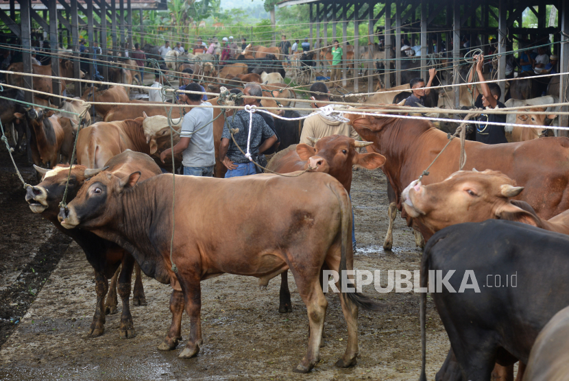 Sejumlah peternak dan pedagang melakukan traksaksi jual beli ternak sapi di pasar hewan