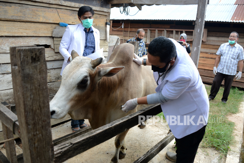 Petugas memeriksa kesehatan ternak sapi di tempat resmi penjualan hewan kurban. Jumlah hewan qurban di Jakarta Timur turun sekitar 30 persen dibanding tahun lalu. Ilustrasi.