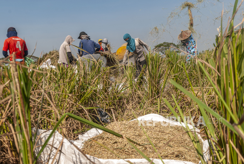 Petani memanen padi di Bandung, Pandeglang, Banten, Rabu (9/8/2023). Perum Bulog menyerap gabah/beras hasil petani dalam negeri sebanyak-banyaknya sebagai upaya mitigasi antisipasi dampak El Nino.