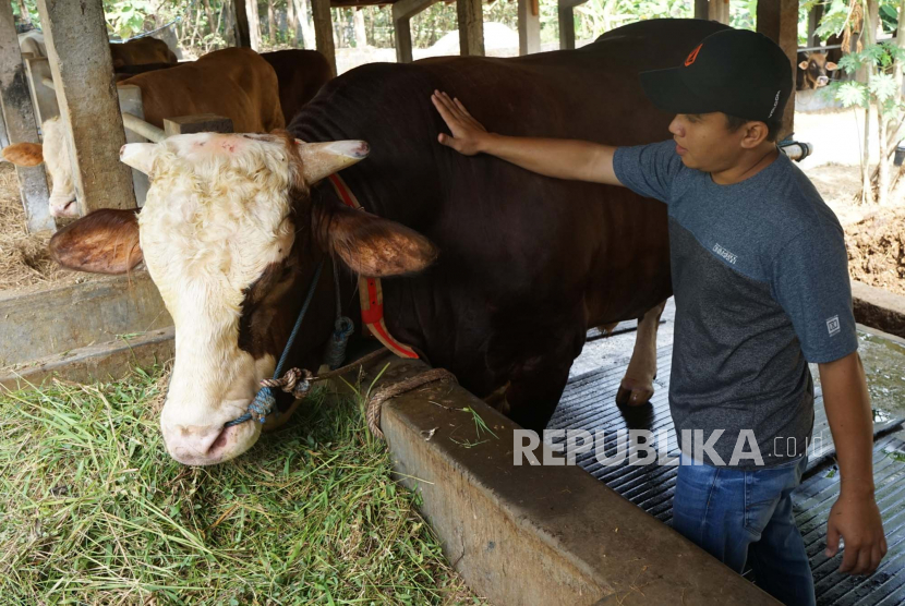 Peternak sapi, Rika Daru Effendi (28) menunjukan sapi jenis simmental yang terpilih menjadi salah satu hewan kurban Presiden Joko Widodo untuk Idul Adha beberapa waktu lalu.