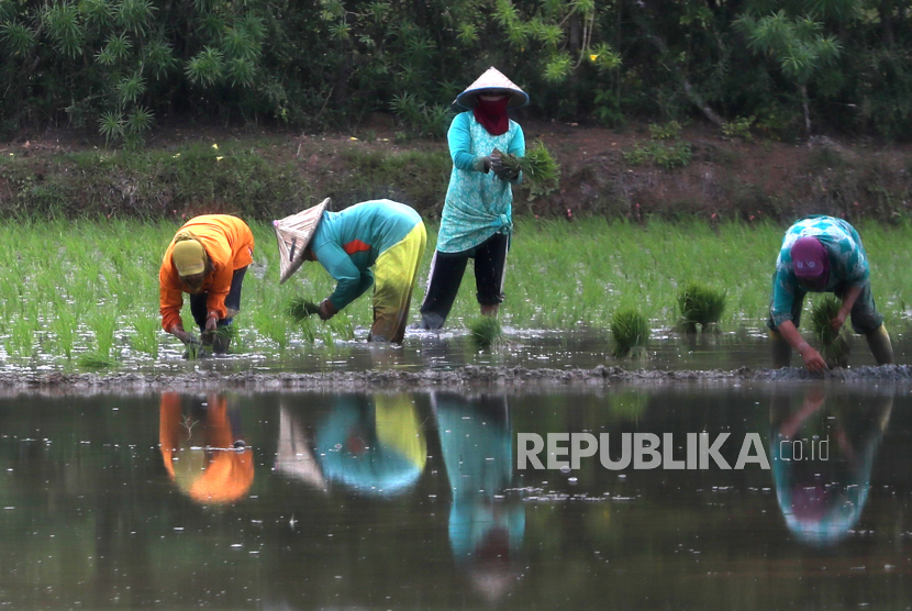 Petani menanam padi jenis ciherang pada musim tanam akhir 2023 di Aceh Besar, Aceh, Rabu (4/10/2023) (ilustrasi).