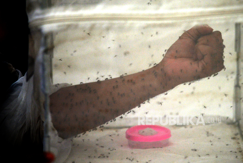 Proses bloodfeed atau pemberian makan nyamuk Aedes aegypti ber-wolbachia (ilustrasi).