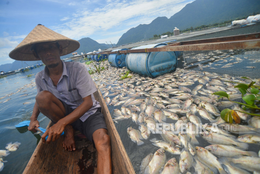 Nelayan mengayuh perahunya di antara ikan mati pada keramba jaring apung (KJA) di Danau Maninjau, Nagari Duo Koto, Kabupaten Agam, Sumatera Barat, Sabtu (19/2/2022). Dinas Perikanan dan Ketahanan Pangan Agam mencatat sedikitnya 130 ton ikan KJA mati sejak sepekan terakhir setelah curah hujan disertai angin kencang melanda daerah itu sehingga kerugian mencapai Rp2,6 miliar.  