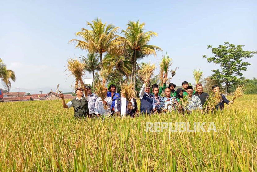Ilustrasi petani di Sukabumi memanen padi yang mereka tanam.