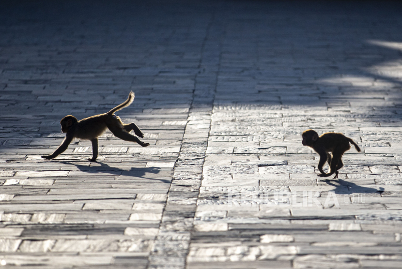 Dua ekor anak monyet berlari saat sejumlah relawan mendistribusikan makanan untuk monyet di Kuil Pashupatinath, Kathmandu, Nepal, Senin (30/3). Para relawan pecinta hewan mendistribusikan makanan untuk hewan seperti monyet, merpati, anjing, dan sapi yang ikut terpengaruh oleh kebijakan lockdown di Nepal