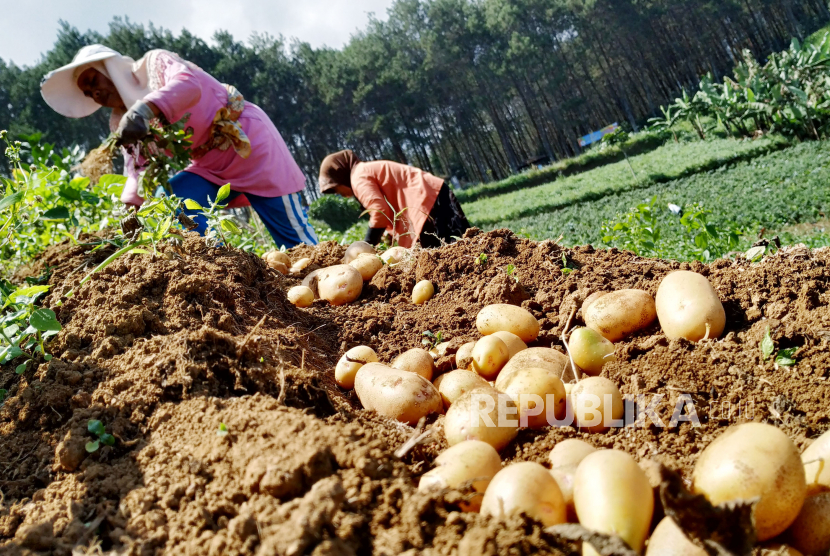 Petani memanen kentang di kawasan bukit Puncak Bintang, Kecamatan Cimenyan, Kabupaten Bandung. Produksi kentang dari Kabupaten Bandung mencukupi 26 persen kebutuhan Jawa Barat.