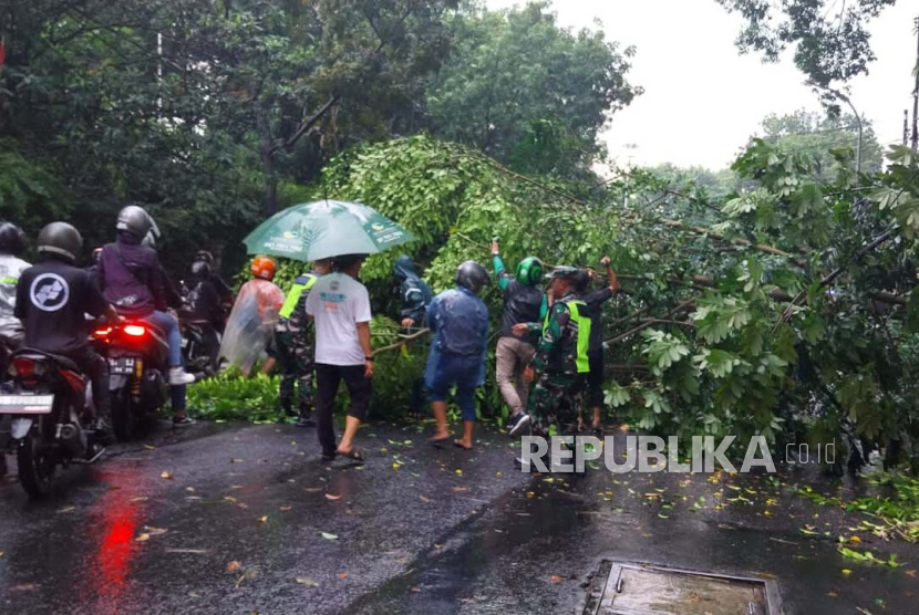 Hujan deras mengakibatkan satu pohon di Jalan Setiabudi, Kota Bandung tumbang.
