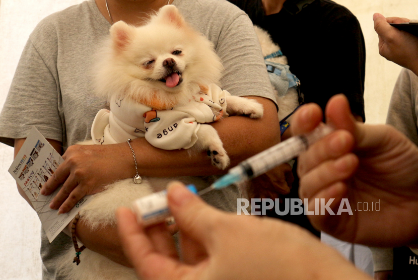 Seorang petugas  menyiapkan vaksin bagi anjing milik warga saat vaksinasi rabies (ilustrasi)