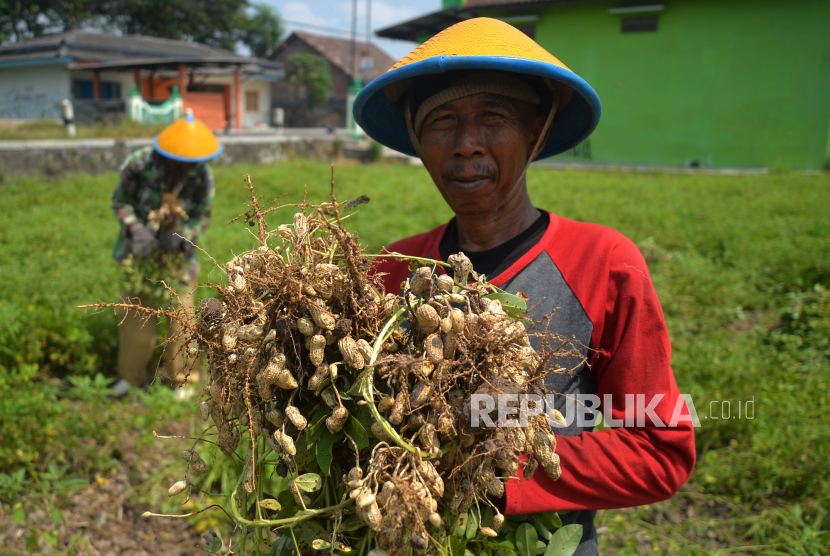 Petani memanen kacang tanah di Pundong, Bantul, Yogyakarta, Selasa (24/10/2023). 