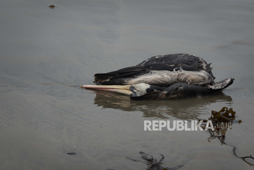 Seekor pelikan mati tergeletak di pantai Santa Maria di Lima, Peru, Selasa, 29 November 2022. Setidaknya 13.000 pelikan telah mati sejauh ini pada bulan November di sepanjang Pasifik Peru akibat flu burung, menurut The National Forest and Wildlife Service (Serfor ) pada hari Selasa.