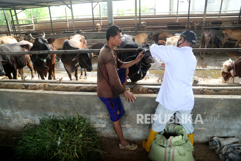 Petugas pelayanan kesehatan hewan Indonesia (kanan) dan petugas rumah potong hewan memeriksa mulut sapi yang akan divaksin (ilustrasi)