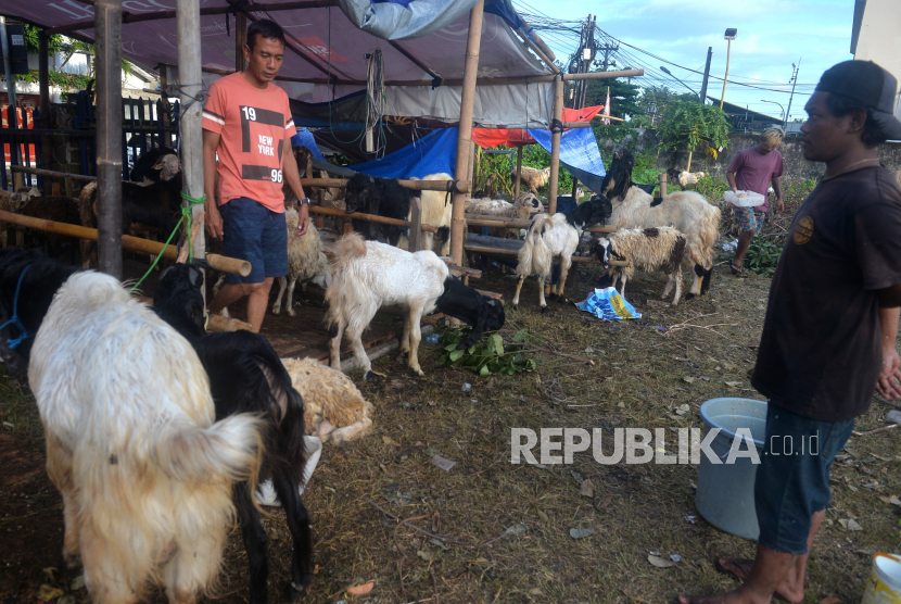 Pedagang hewan qurban melayani pembeli di Ngampilan, Yogyakarta, Rabu (6/7/2022). Untuk kebutuhan hewan kurban 2022 Yogyakarta masih defisit domba. Kebutuhan domba untuk qurban sebanyak 19.202 ekor, sedangkan yang tersedia hanya 17.610 ekor sehingga kurang 1.594 ekor.