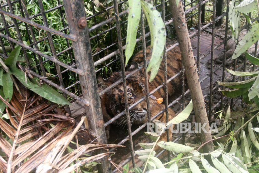 Seekor harimau sumatera berada dalam perangkap Balai Konservasi Sumber Daya Alam (BKSDA) Sumatra Barat di Korong Surantiah Koto Buruak, Nagari Lubuk Alung, Kecamatan Lubuk Alung, Kabupaten Padang Pariaman, Sumatra Barat, Senin (13/7/2020).